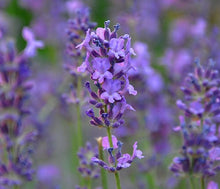 Load image into Gallery viewer, Air Freshener and Deodorizer Aerosol