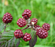 Load image into Gallery viewer, Air Freshener and Deodorizer Aerosol